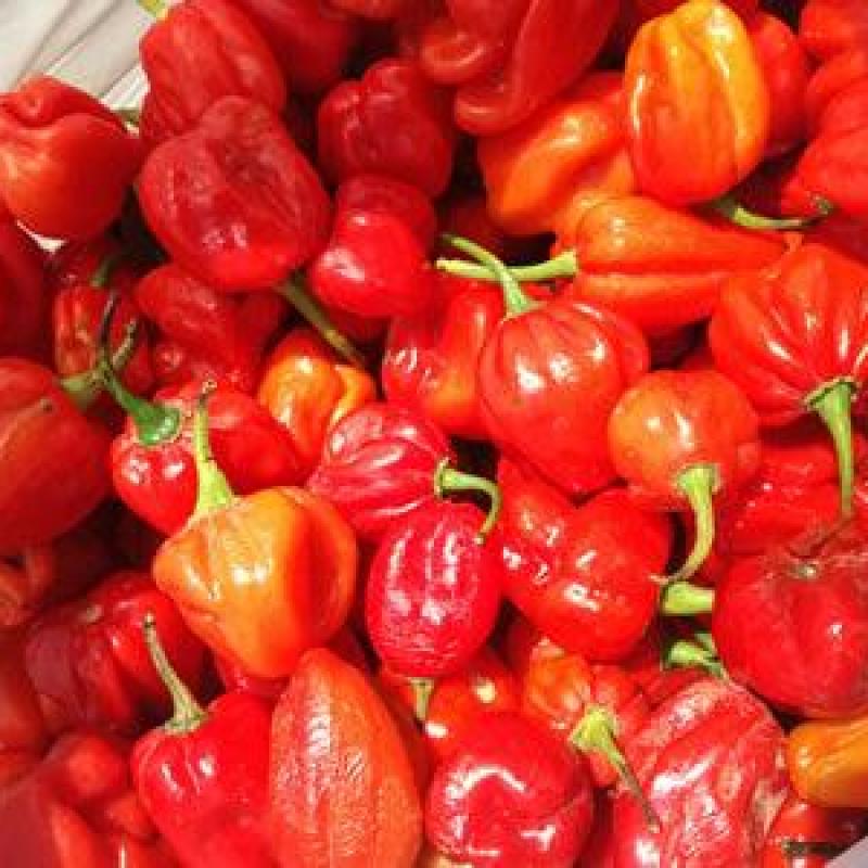 Scotch Bonnet Pack/Hot Pepper